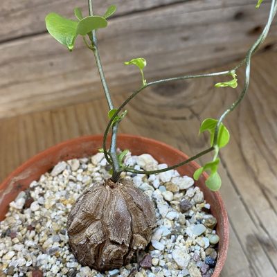 SH39856 Dioscorea elephantipes