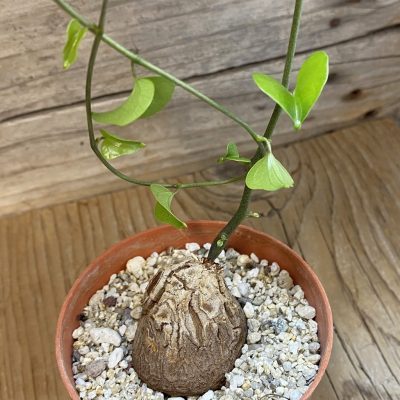 SH39857 Dioscorea elephantipes