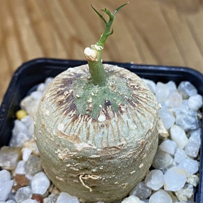 SH39858 Adenia kirkii