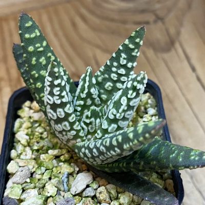 SH39793 Haworthia pumila ‘Donut’ SH