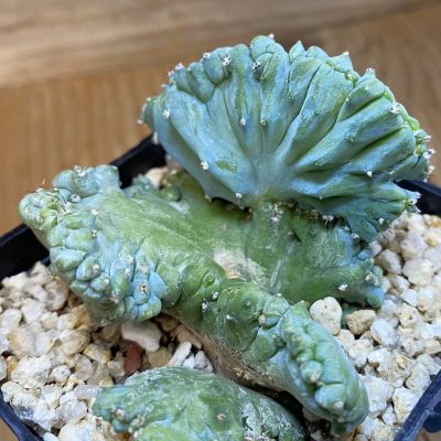 SH39860 Myrtillocactus geometrizans f. cristata