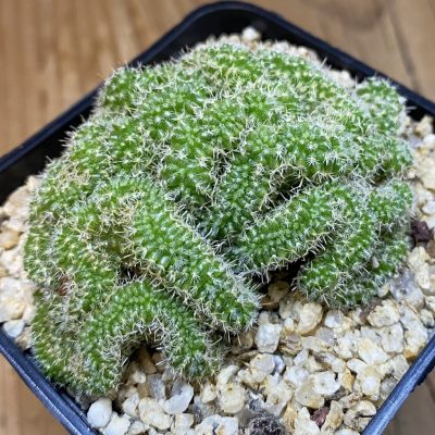 SH39861 Mammillaria perbella f. cristata
