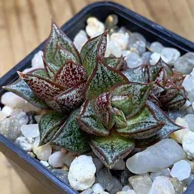 SH39799 Echeveria purpusorum