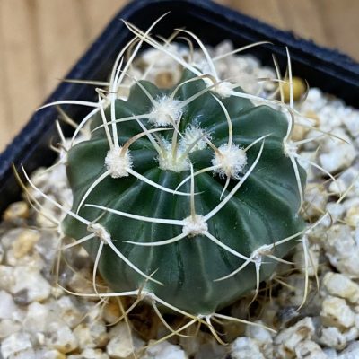 SH39862 Echinocactus texensis -Fort Stockton-