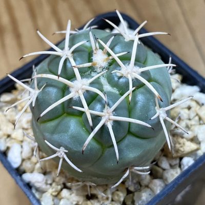 SH39863 Coryphantha poselgeriana DJF 75.44