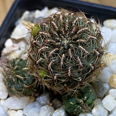 SH39864 Sulcorebutia markusii