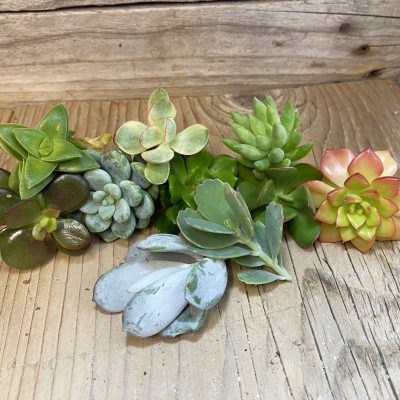 SH39865 Succulents mix, cuted