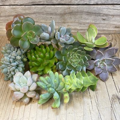 SH39866 Succulents mix, cuted