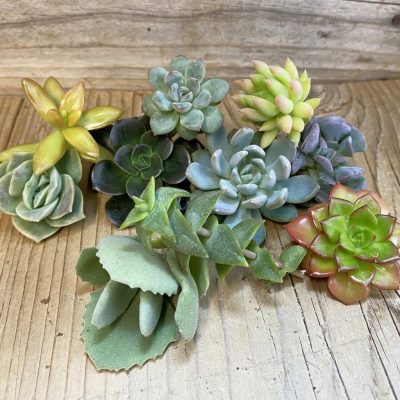 SH39867 Succulents mix, cuted