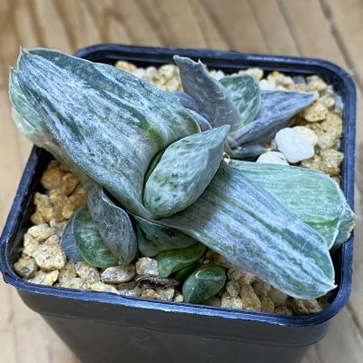 SH39801 Gasteria brachyphylla f. variegata