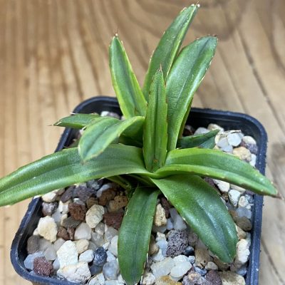 SH39802 Agave victoriae-reginae