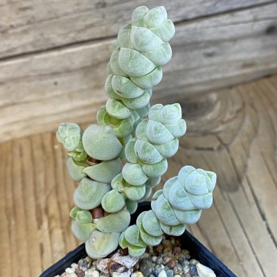 SH39804 Crassula plegmatoides