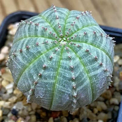 SH39806 Euphorbia obesa