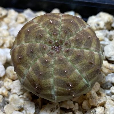 SH39807 Euphorbia symmetrica