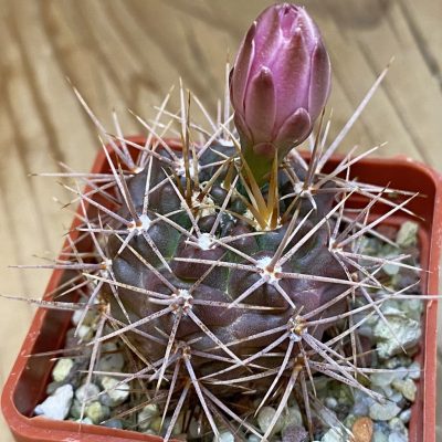 SH39808 Gymnocalycium neuhuberi