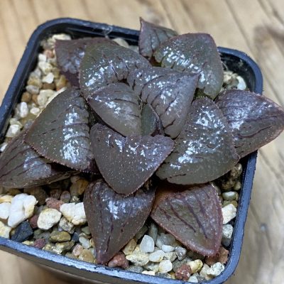 SH39794 Haworthia 'Tropical Night' hybrid