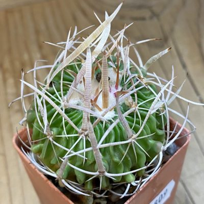 SH39809 Echinofossulocactus crispatus