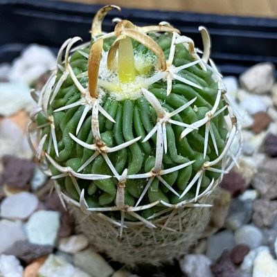 SH39810 Echinofossulocactus phyllacanthus v. violaciflorus