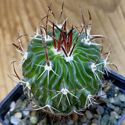 SH39811 Echinofossulocactus zacatecasensis