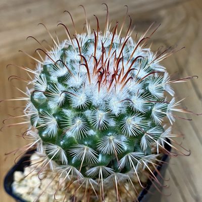 SH39812 Mammillaria bombycina