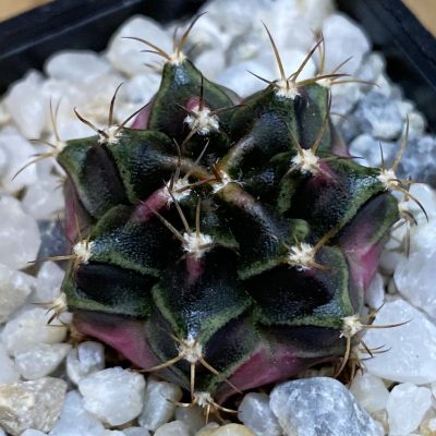 SH39813  Gymnocalycium mihanovichii ‘Bubble Gum’