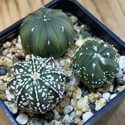 SH39814 Astrophytum asterias mix