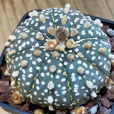 SH39815 Astrophytum asterias ‘Super Kabuto’