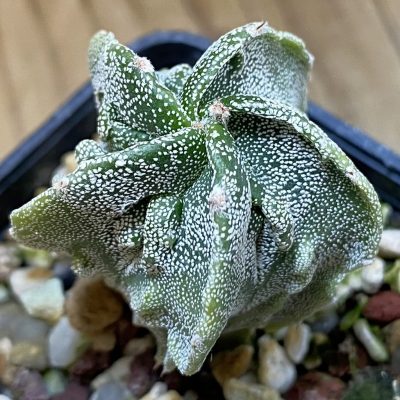 SH39816 Astrophytum myriostigma ‘Fukuryu’