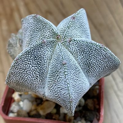 SH39817 Astrophytum myriostigma ‘Onzuka’