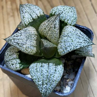 SH39795 Haworthia picta ‘White’