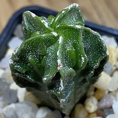 SH39819 Astrophytum myriostigma ‘Fukuryu’