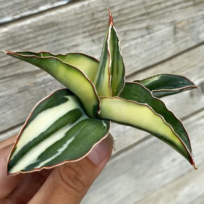 SH39900 Sansevieria robusta f. variegata