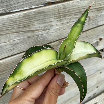 SH39901 Sansevieria robusta f. variegata