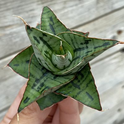 SH39902 Sansevieria ‘Kaisar’ hybrid