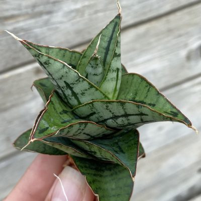 SH39903 Sansevieria ‘Kaisar’ hybrid