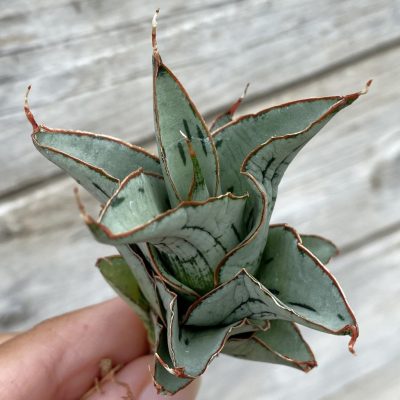 SH39904 Sansevieria ‘Alexa’ hybrid