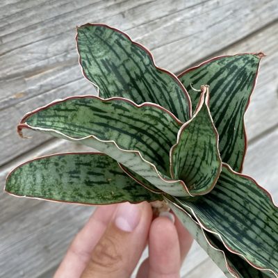 SH39906 Sansevieria ‘Cleopatra’ hybrid