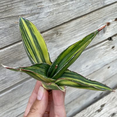 SH39908 Sansevieria ‘Samurai Dwarf’ f. variegata