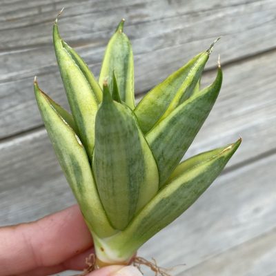 SH39909 Sansevieria ‘Pagoda’ hybrid f. variegata