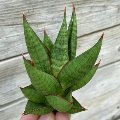 SH39912 Sansevieria ‘Juleha’ hybrid