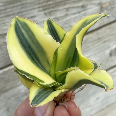 SH39913 Sansevieria ‘Katana’