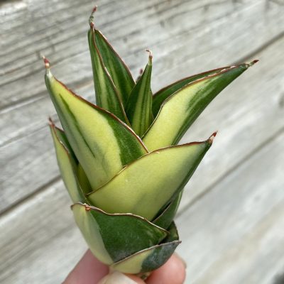 SH39872 Sansevieria ‘Tower’ f. variegata