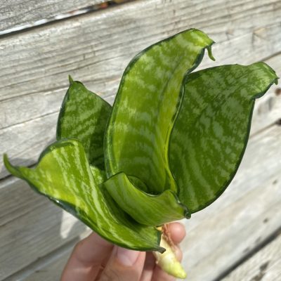 SH39914 Sansevieria ‘Hahnii Philippine’
