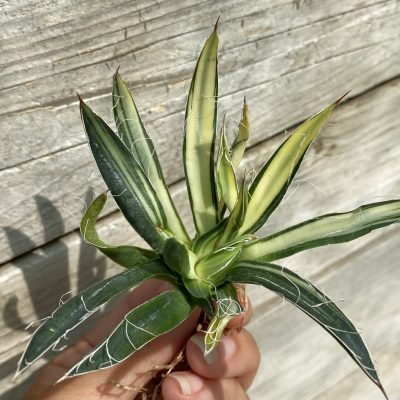 SH39915 Agave filifera f. variegata