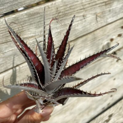 SH39916 Dyckia 'Keswick'