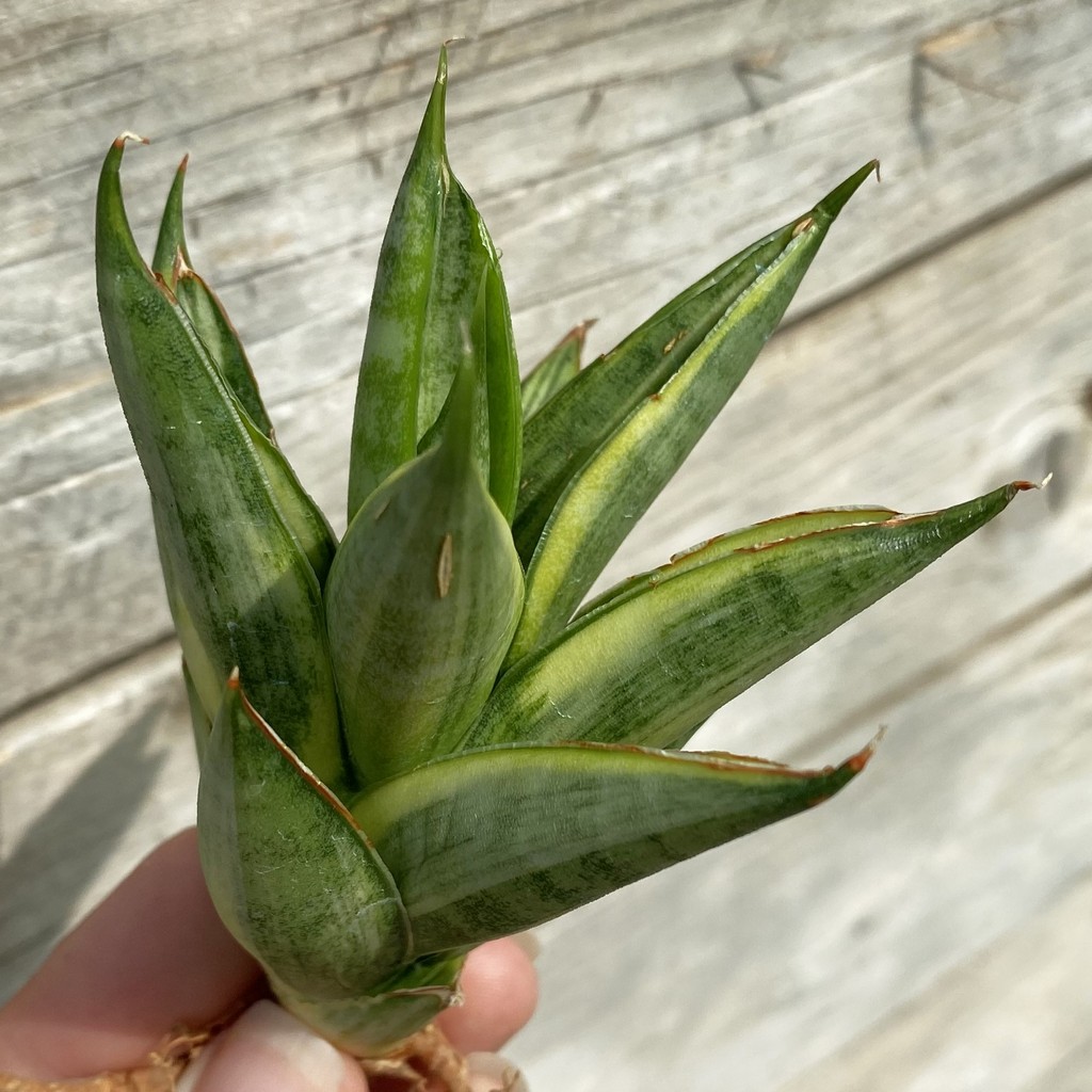 SH39917 Sansevieria ‘Pagoda’ hybrid f. variegata - Image 2