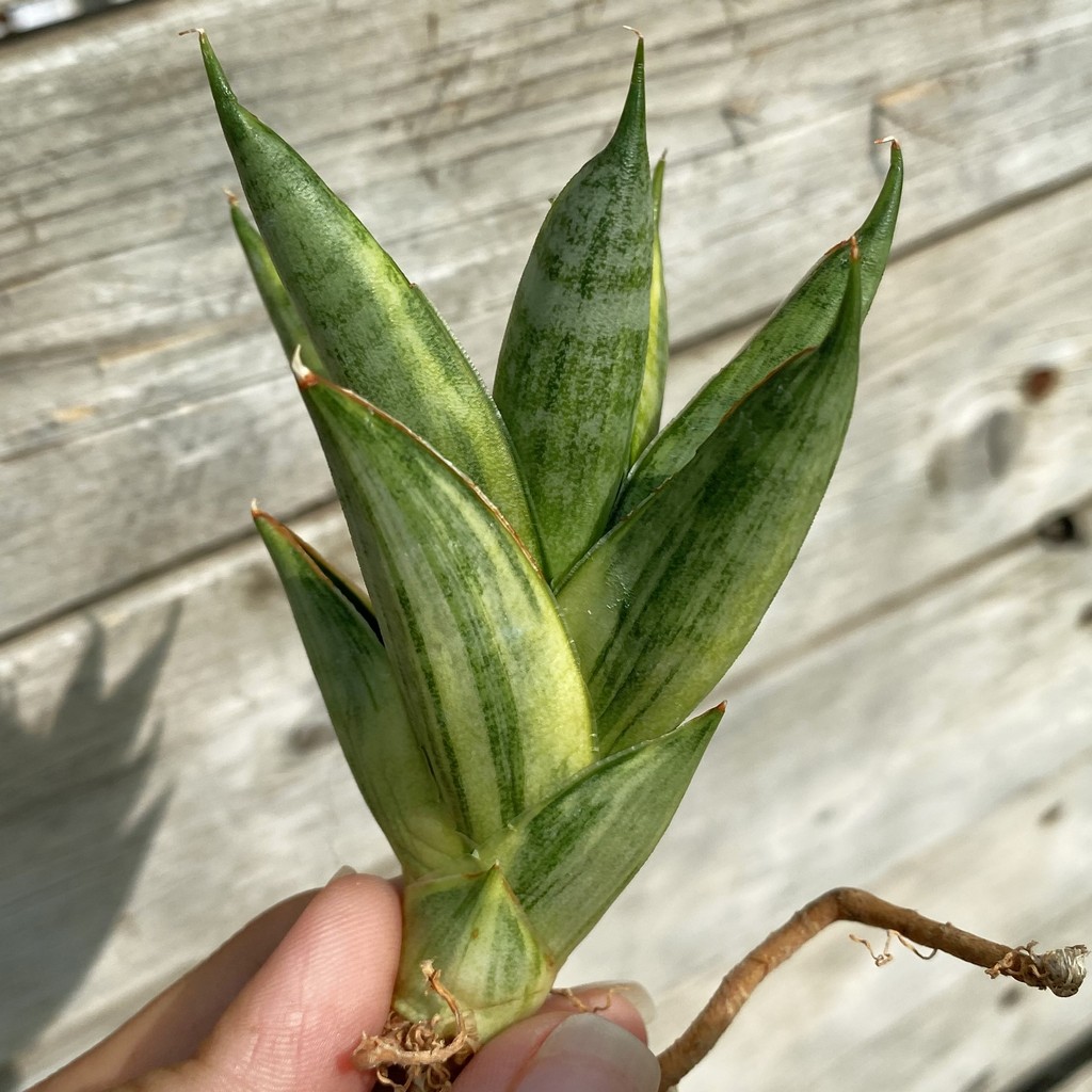 SH39917 Sansevieria ‘Pagoda’ hybrid f. variegata