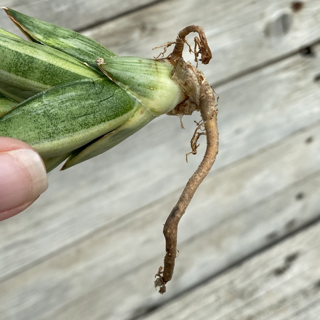 SH39917 Sansevieria ‘Pagoda’ hybrid f. variegata - Image 3