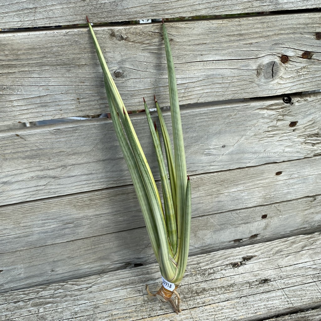 SH39918 Sansevieria ‘Royal Crown’ f. variegata - Image 2