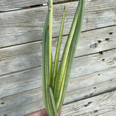 SH39918 Sansevieria ‘Royal Crown’ f. variegata